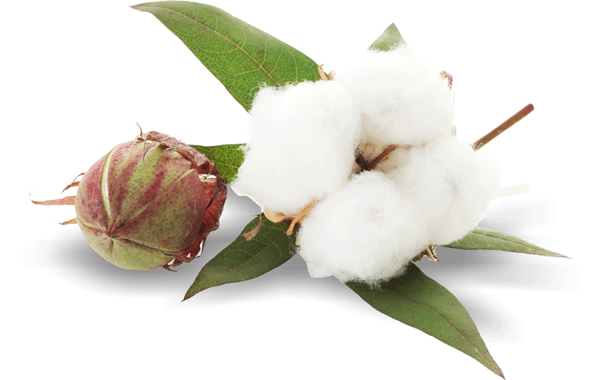 Cotton – Questions and Answers